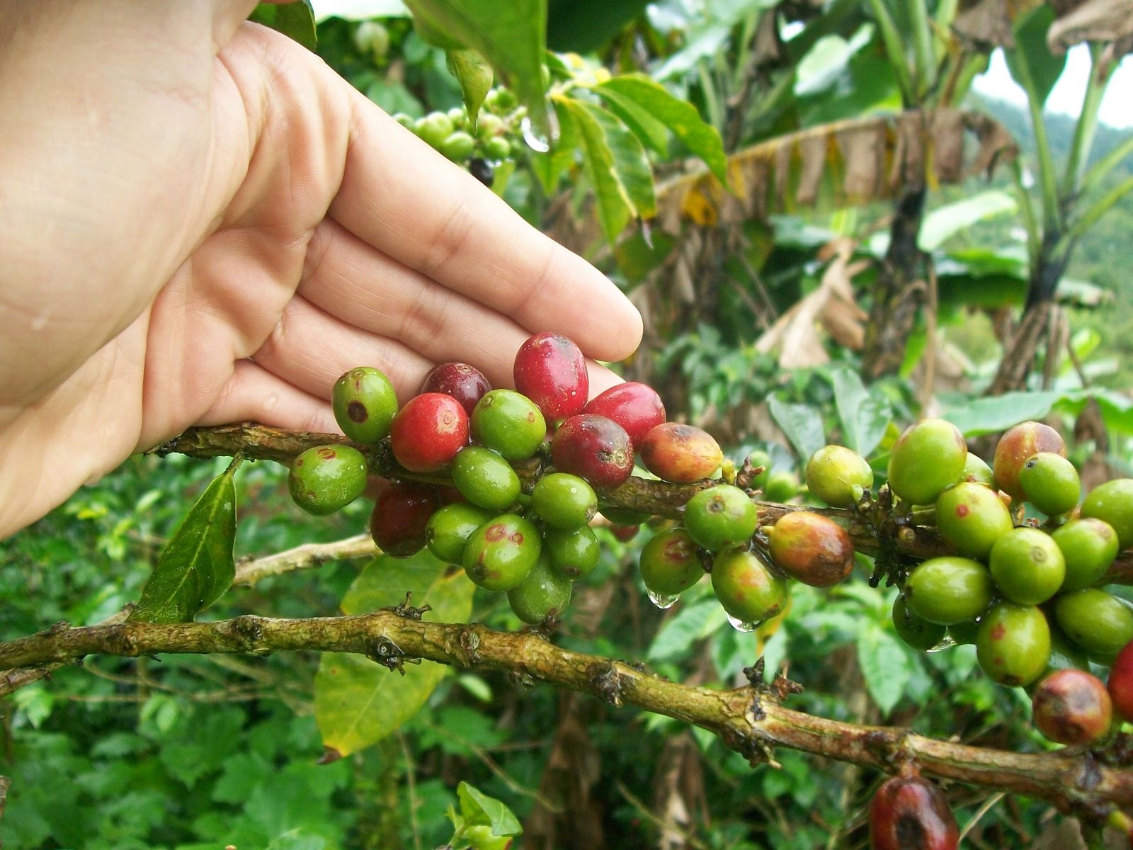 La foto muestra los cultivos de café de Manizales de la empresa  tisquesusa, Cortesía: Café tisquesusa.