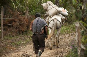 Trabajo informal: Principal fuente de recursos económicos de los habitantes de Dagua.