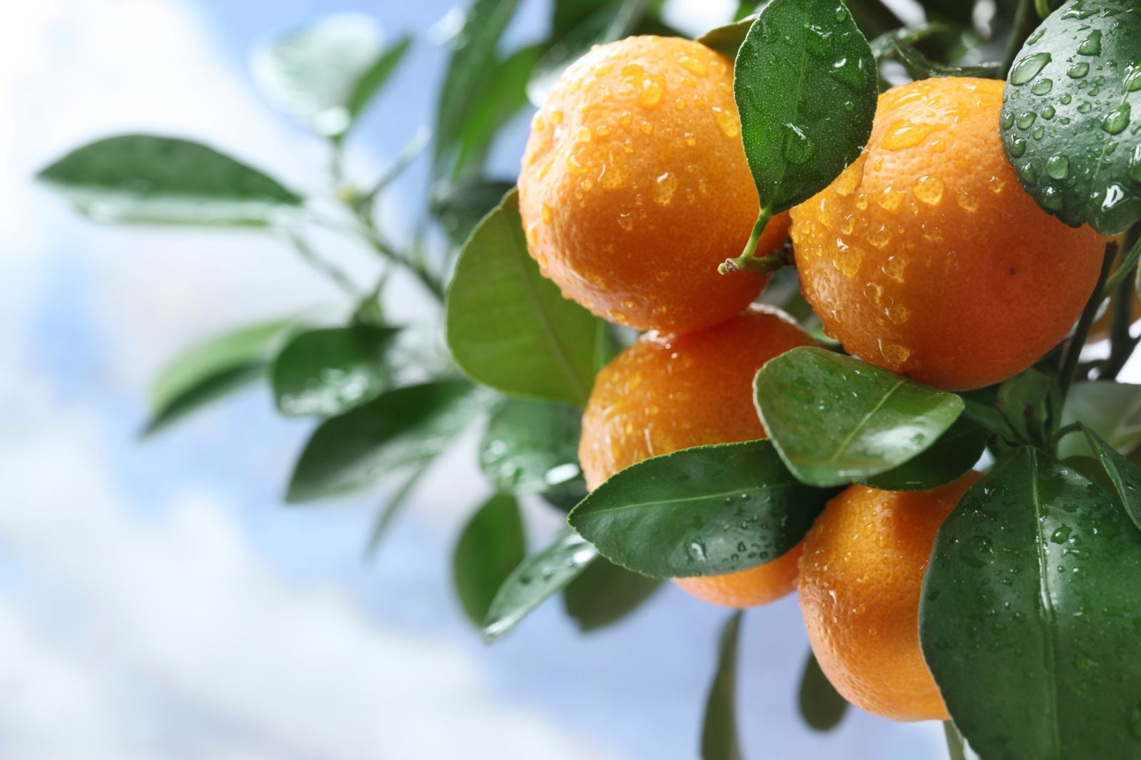 Naranjas, un alimento rico en vitaminas