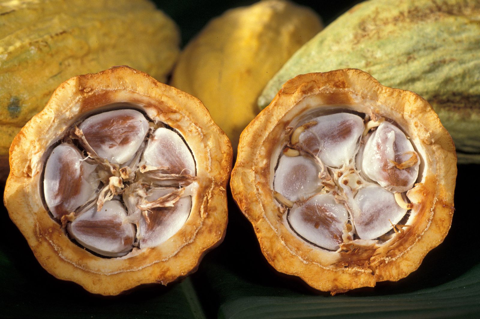 Gobierno entregará 20 mil clones de cacao