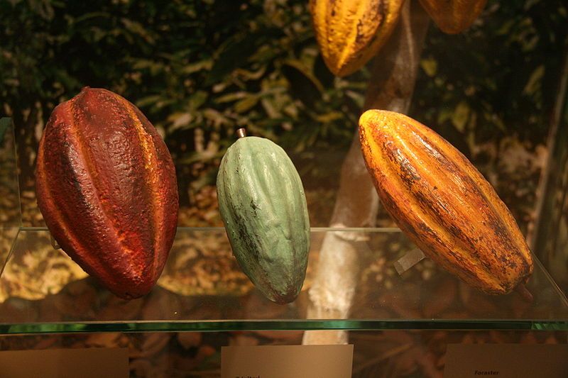 Tres variedades de cacao