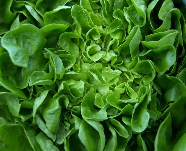 Salaty, la empresa que se acopló a estándares internacionales en alimentos