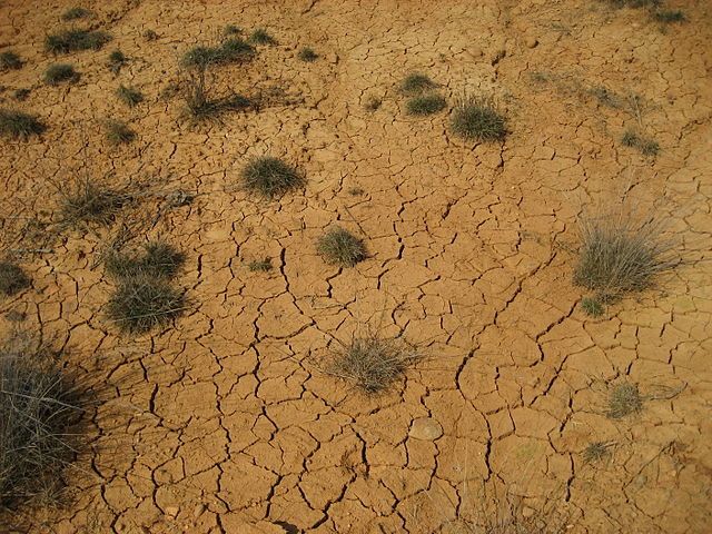 Bovinos de la Guajira mueren a causa de la sequía