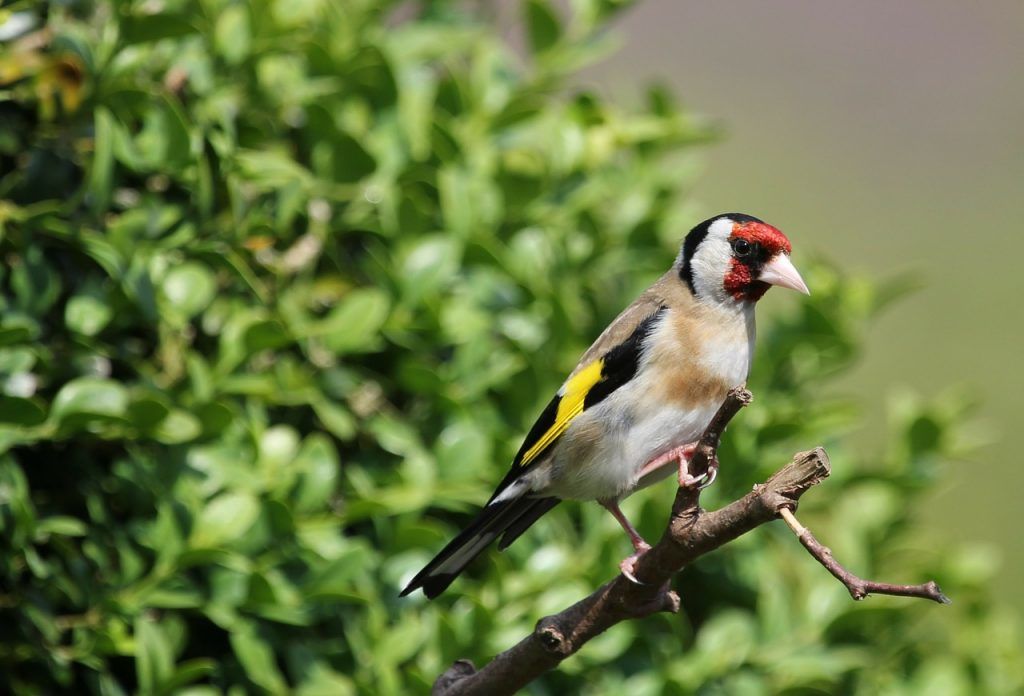 Casanare contará con cinco Áreas de Importancia para la Conservación de Aves