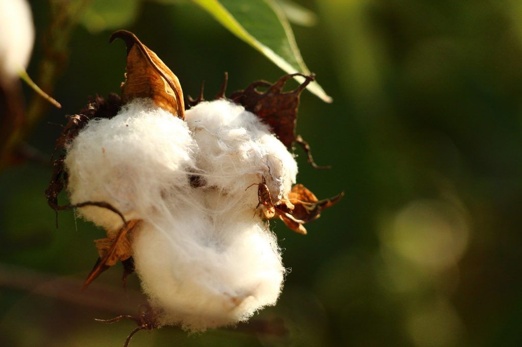 Tolima es el campeón en producción algodonera del país