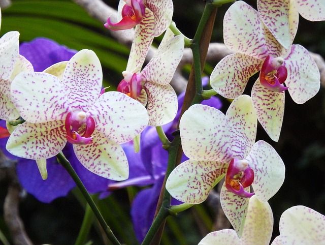 Jardín Botánico de Bogotá realiza Encuentro y Exposición Nacional de Orquídeas