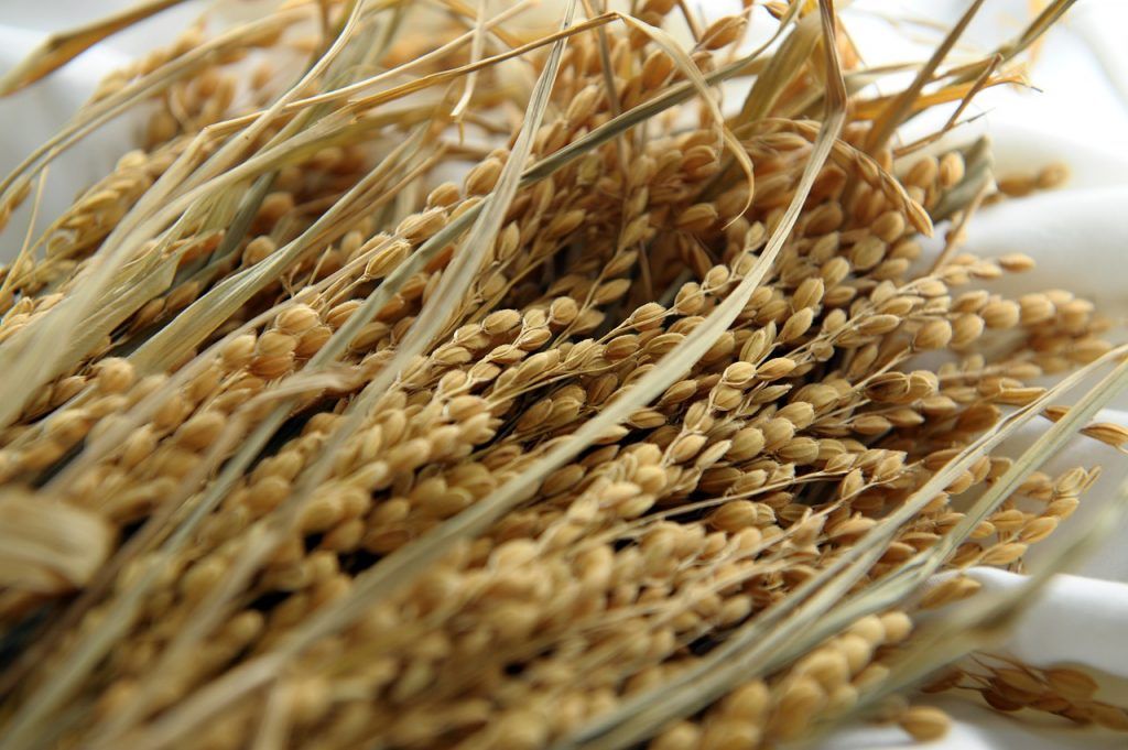 Lluvias generan pérdidas de más de 3.000 hectáreas de arroz en la Mojana