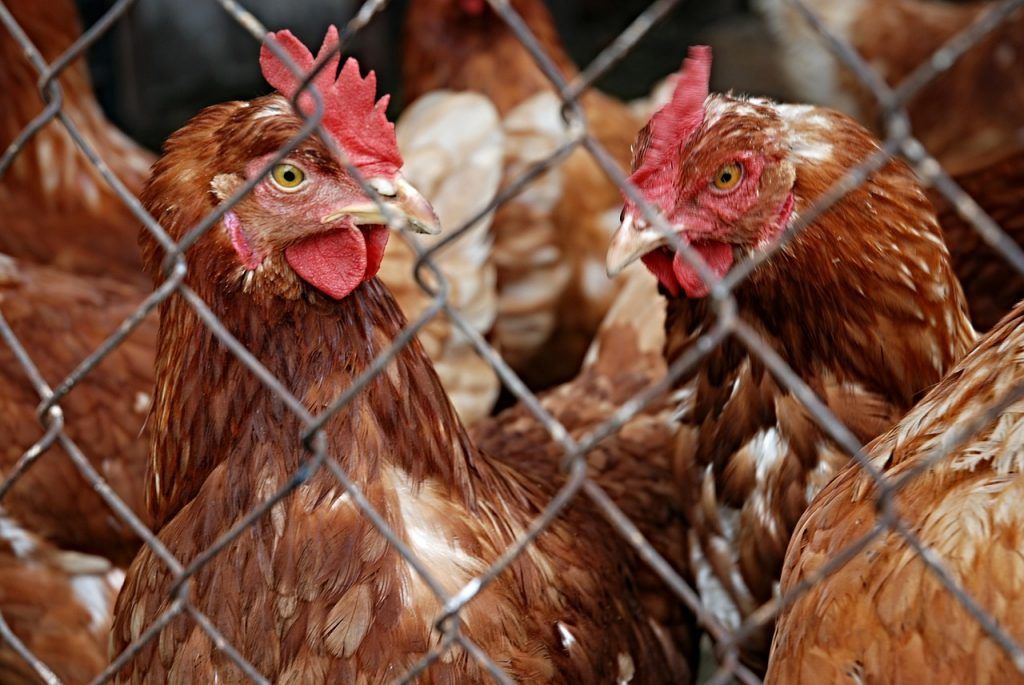 Safe: un sistema para mejorar la producción avícola
