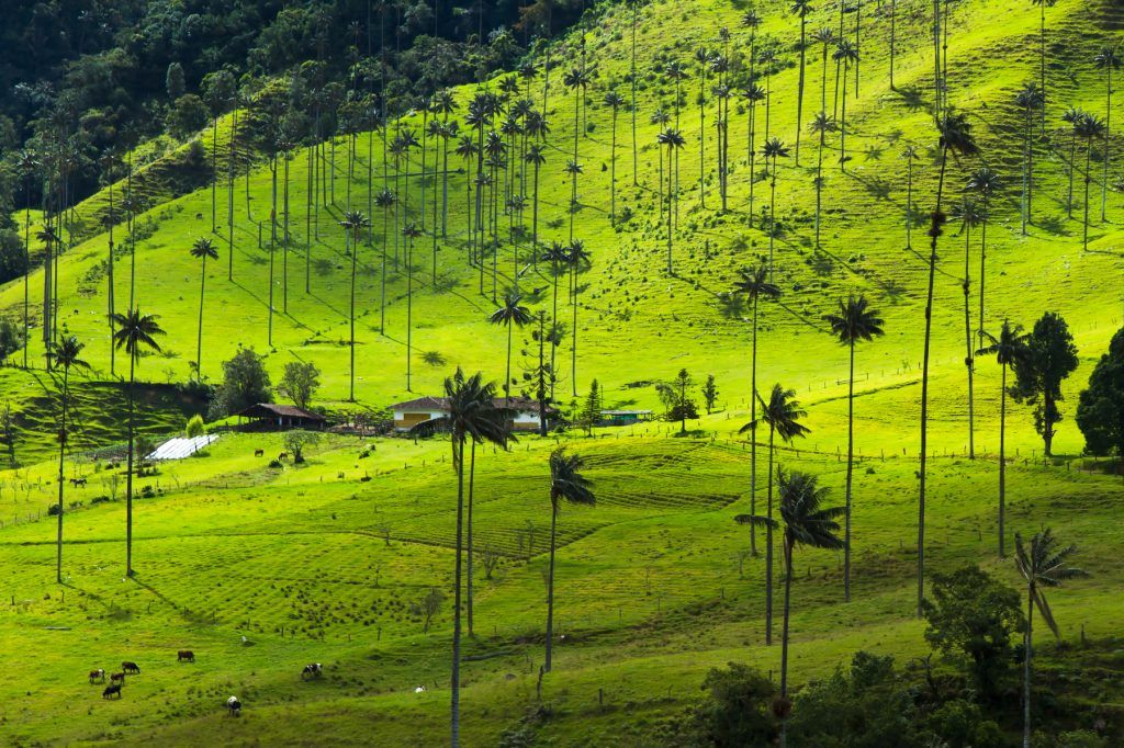 The Palma de Cera (Wax Palm) is the national tree of Colombia. The palms live more than 100 years, but as you can see there are no baby palm trees. Unless they figure out what is happening, they will become extint. Ok, framing probably does not help them :)