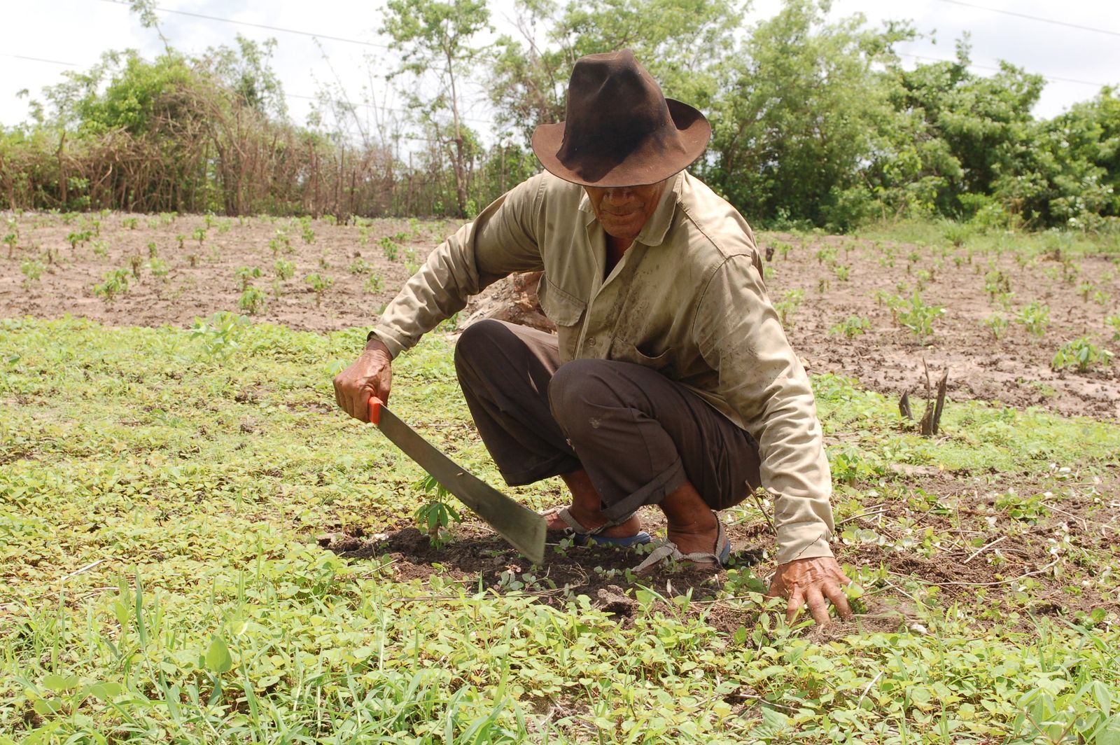 censo-agropecuario-campesinos-no-lograron-acceder-a-cr-ditos