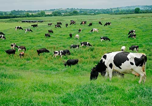 vacas-ganado-bovino-agricultura