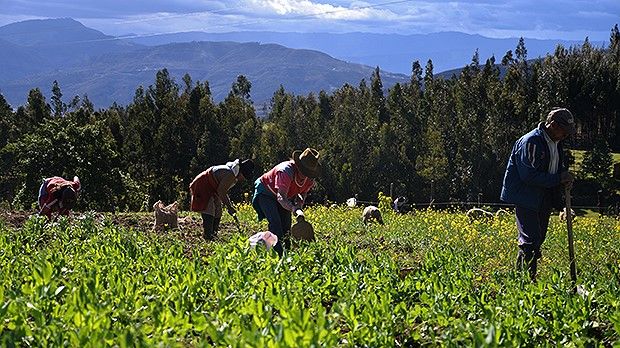 3-formas-de-ayudar-a-nuestros-campesinos-peri-dico-el-campesino-la