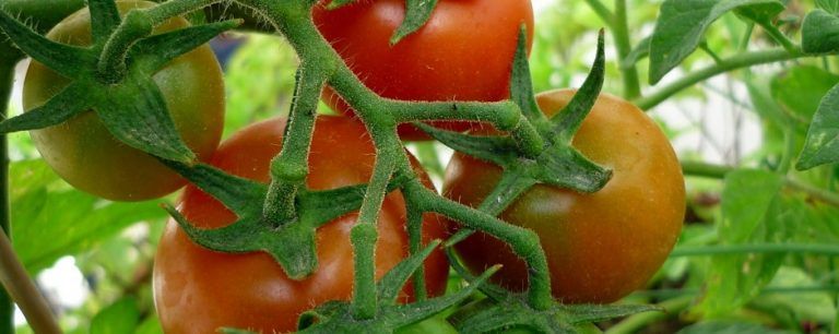 Tomate, una siembra de sabor colombiano