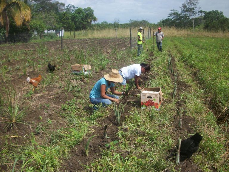 Llegan 400 millones de inversión para potenciar políticas públicas en el campo