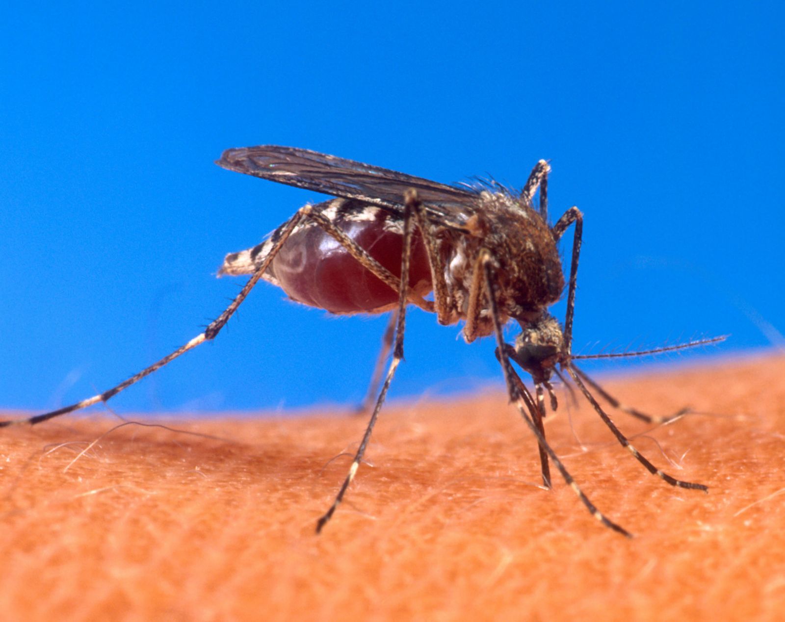 Aedes aegypti, mosquito transmisor del chikunguña