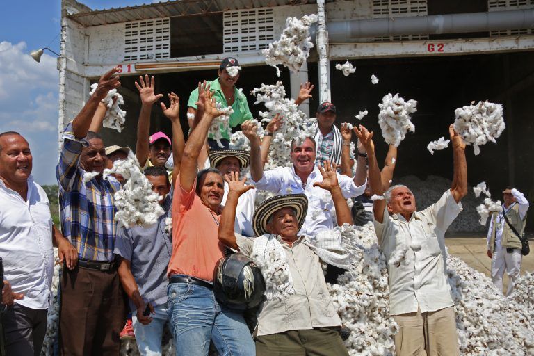 Recuperación de cultivos de algodón, tema agro en Córdoba