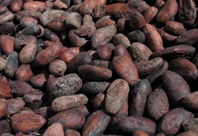 Cacaoteros colombianos exportan a Inglaterra