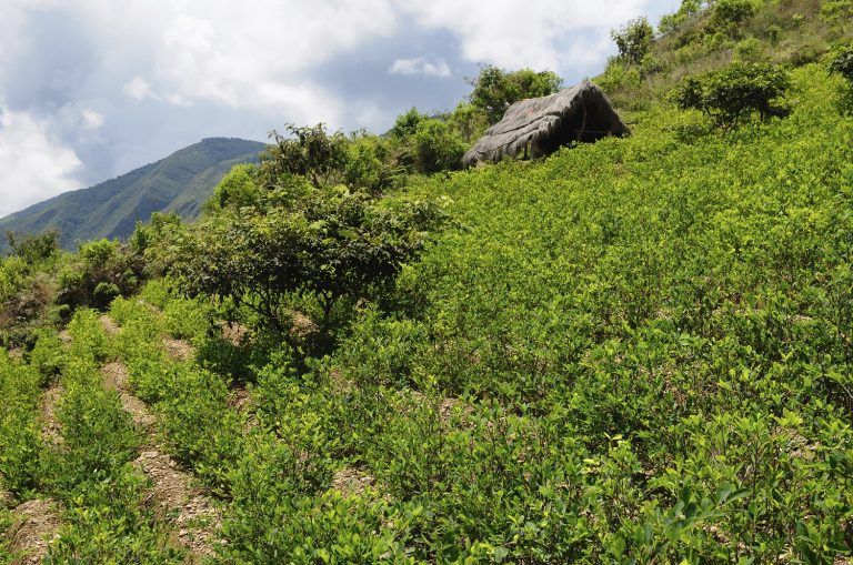 Biodiversidad del país afectada por siembra de coca