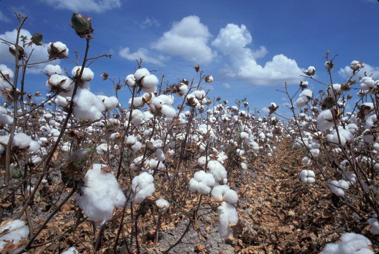 FAO aseguró que la cadena de algodón en Colombia tendrá apoyo