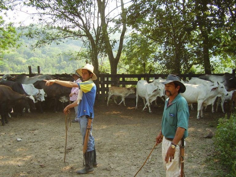 Ganaderos y porcicultores se reúnen con el Gobierno en Arauca