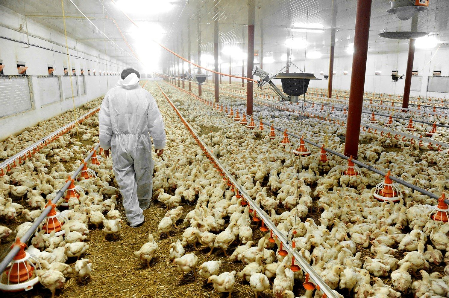 Las granjas avícolas necesitarán de un diagnóstico de micoplasmosis