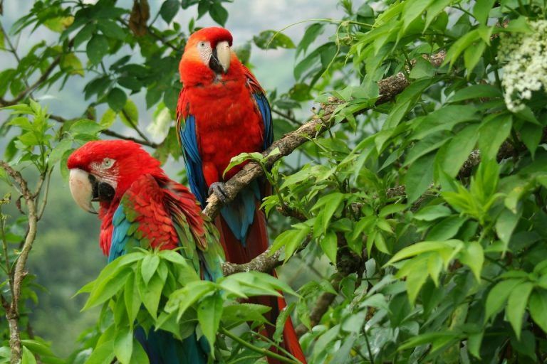 Biodiversidad de Colombia es vida