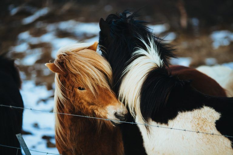 Fortalecen medidas para la sanidad de equinos en el país