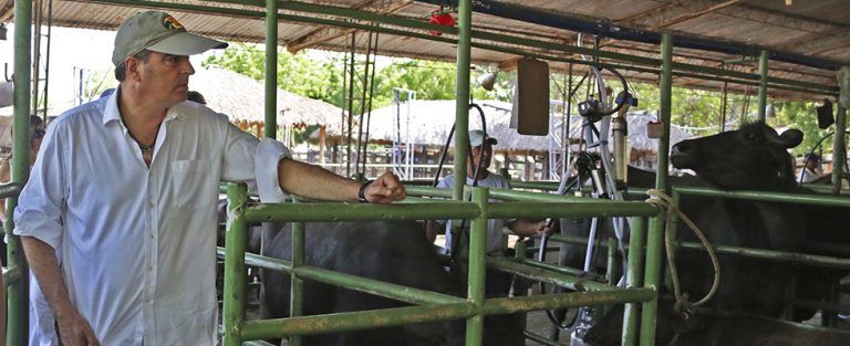 Los criadores de búfalos harán parte de la cadena cárnica