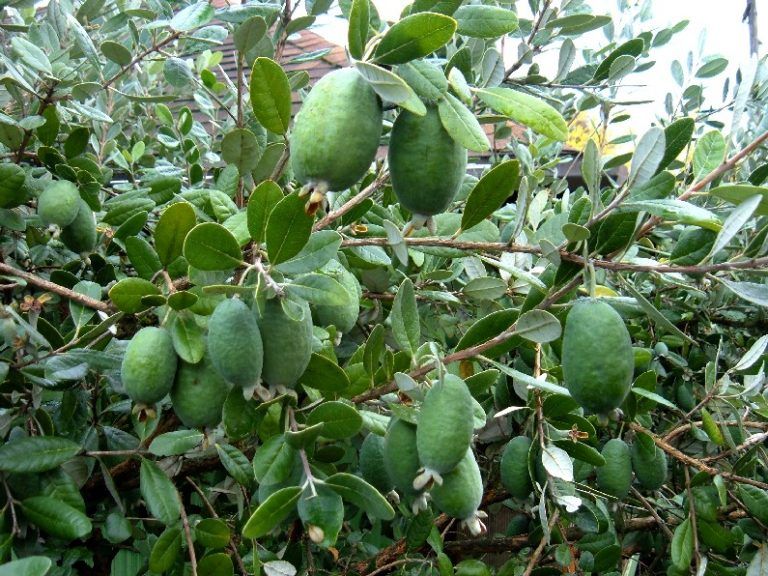 Ya se puede prevenir la oxidación de la feijoa