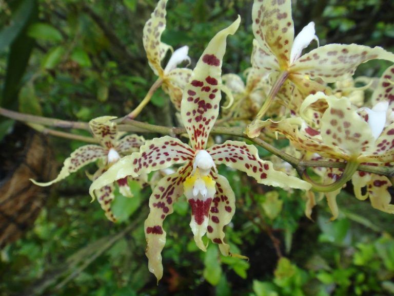 Especie de orquídea en jaque por uso de pesticidas