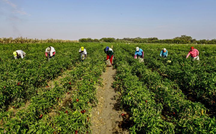 ¿Qué Es La Agroindustria?