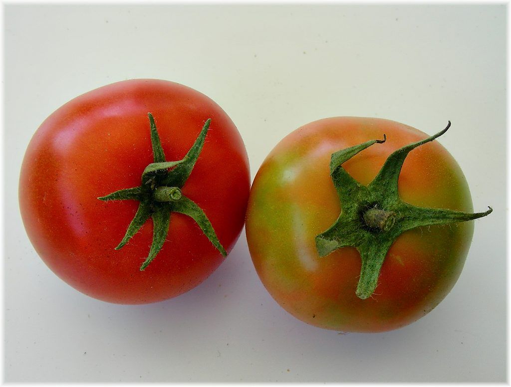 Buscan mejorar el sabor del tomate europeo