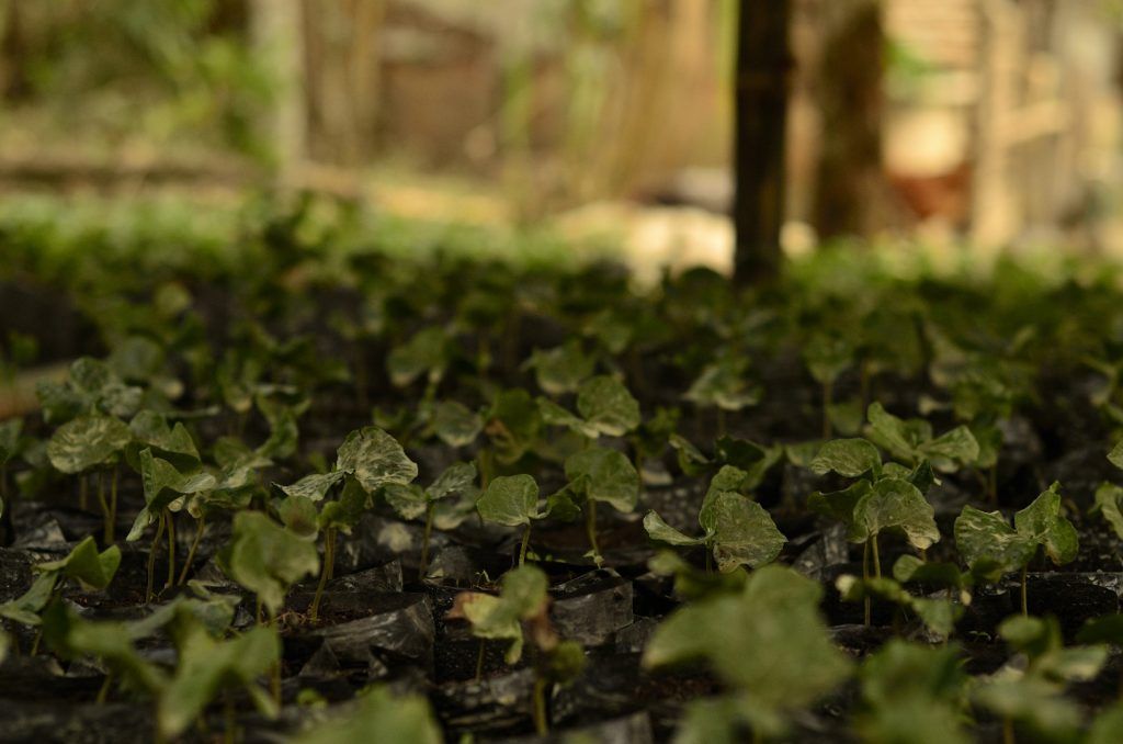 ¿Cuál es la diferencia entre la producción orgánica y la agroecológica?