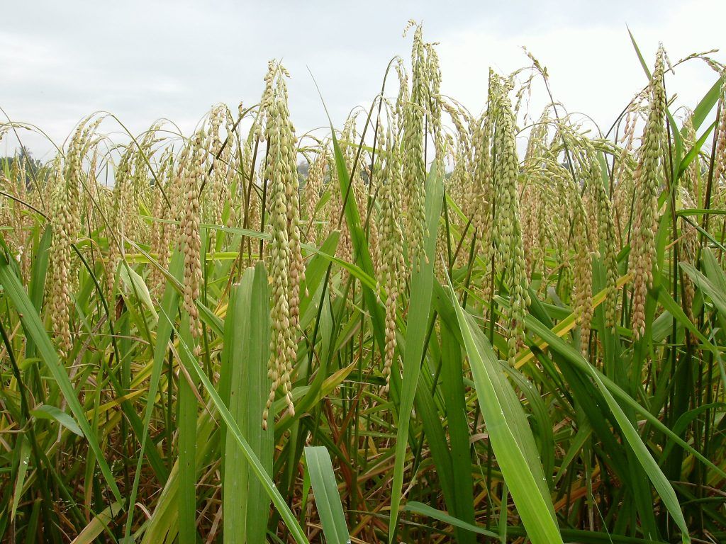 ICA establece  reglamentación para  siembra de arroz en  Cesar