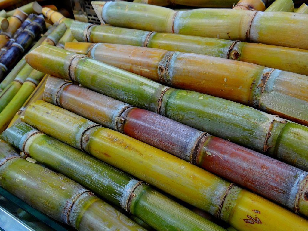 Siembra de Caña  de azúcar con novedosa herramienta en el Valle del Cauca