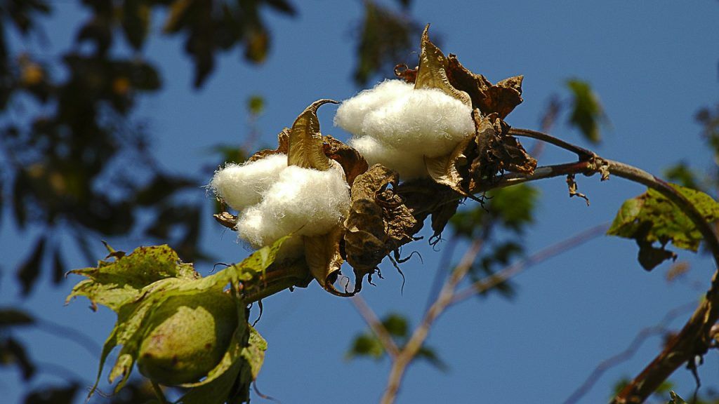 Preocupación en los campos de algodón 