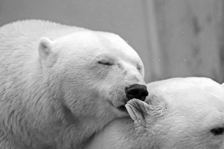 La lista roja de los animales que podrían desaparecer