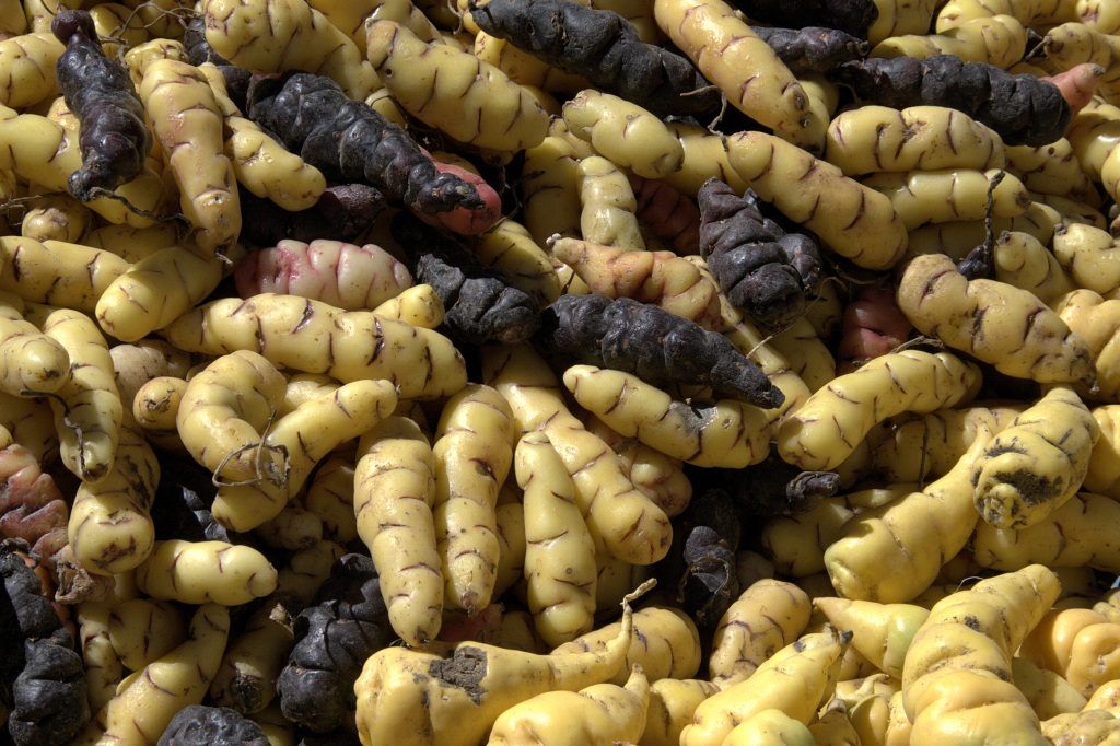 peruvian Oca (Oxalis tuberosa)