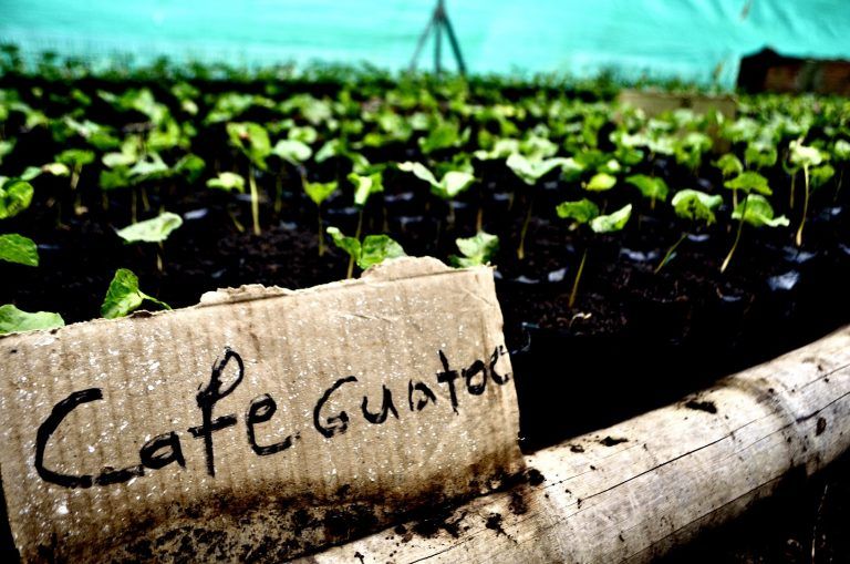 Producción cafetera necesita manos