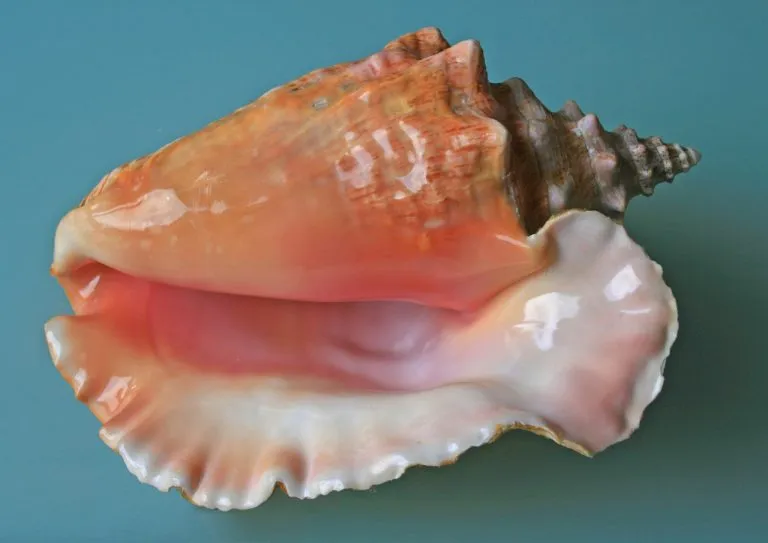 Acuicultores salvan al caracol pala