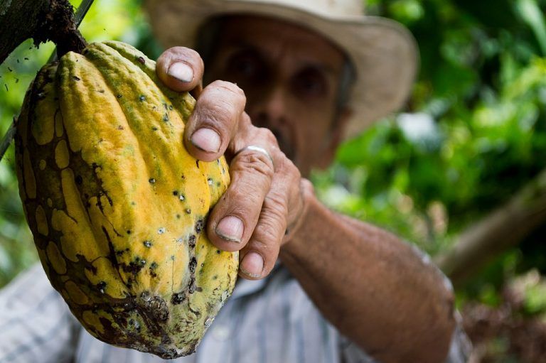 Expertos en cacao se reúnen en Floridablanca