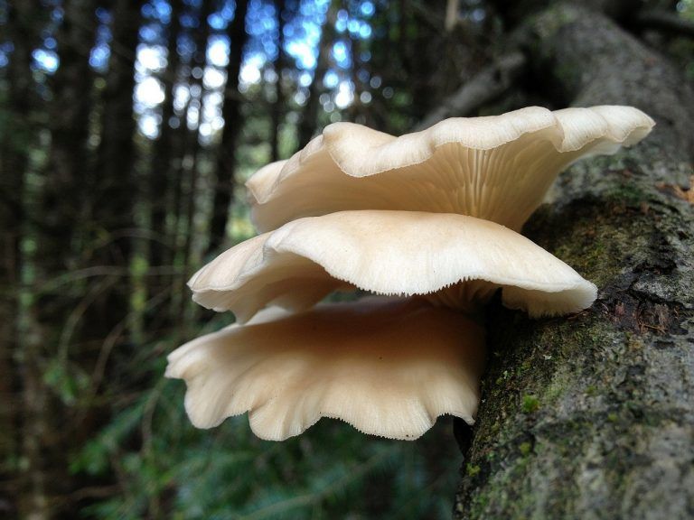Hongos, plaguicidas naturales