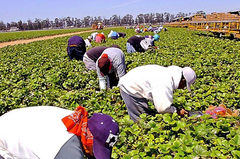 59 mil empleos nuevos en el agro