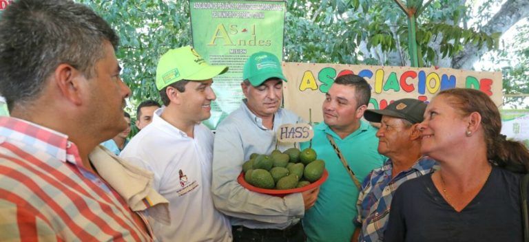 Apoyan producción de aguacates en Armero-Guayabal