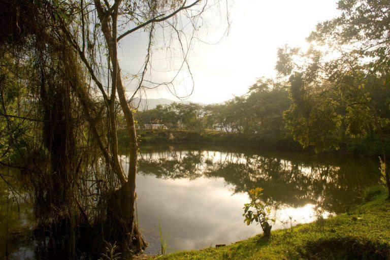 ¿Por qué tanta deforestación?