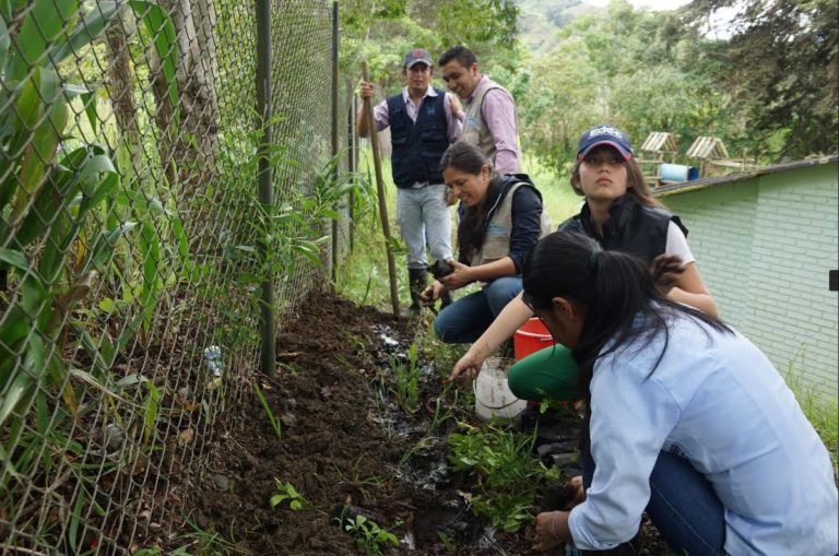 Veinte mil árboles serán sembrados en el suroriente de Boyacá