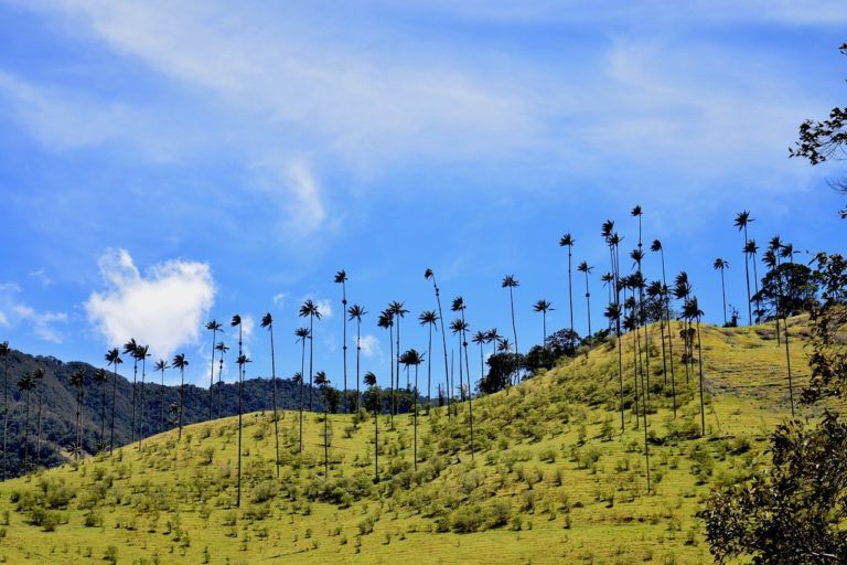 Los enemigos de la palma de cera