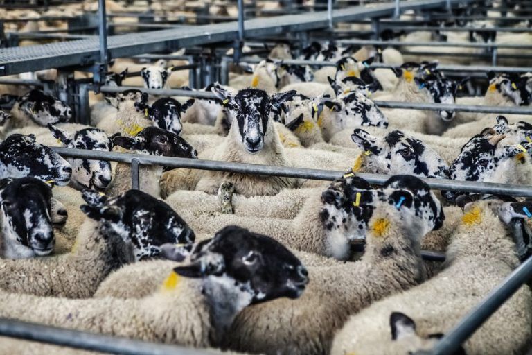 Los animales en la gestión del riesgo de desastres