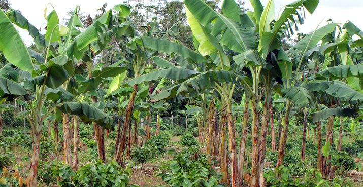 Panorama climático sector bananero