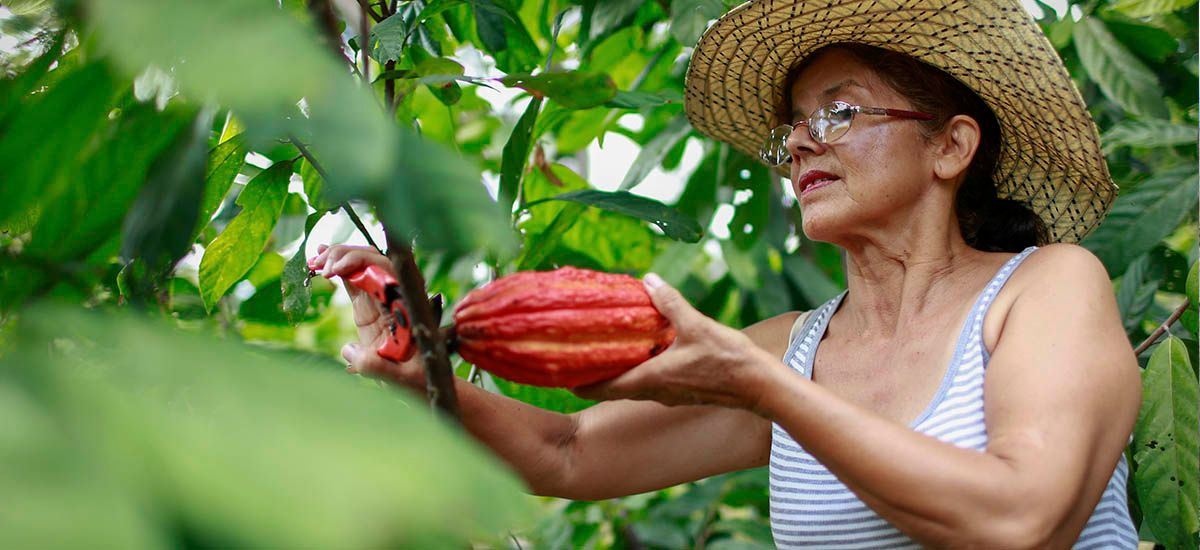 cacao colombiano